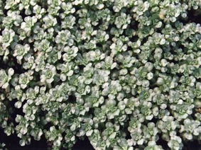 Raoulia hookeri